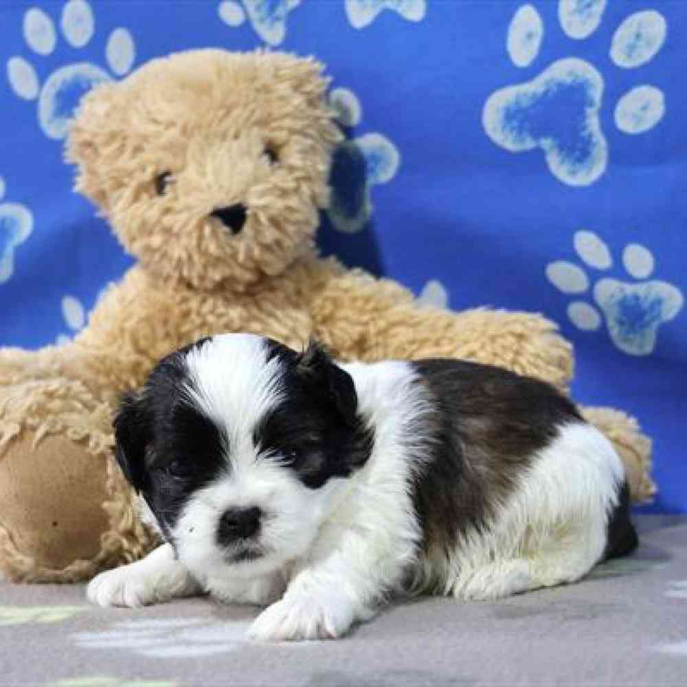 carousel pet images