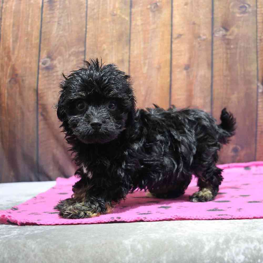 Female Havanese Puppy for Sale in Millersburg, IN