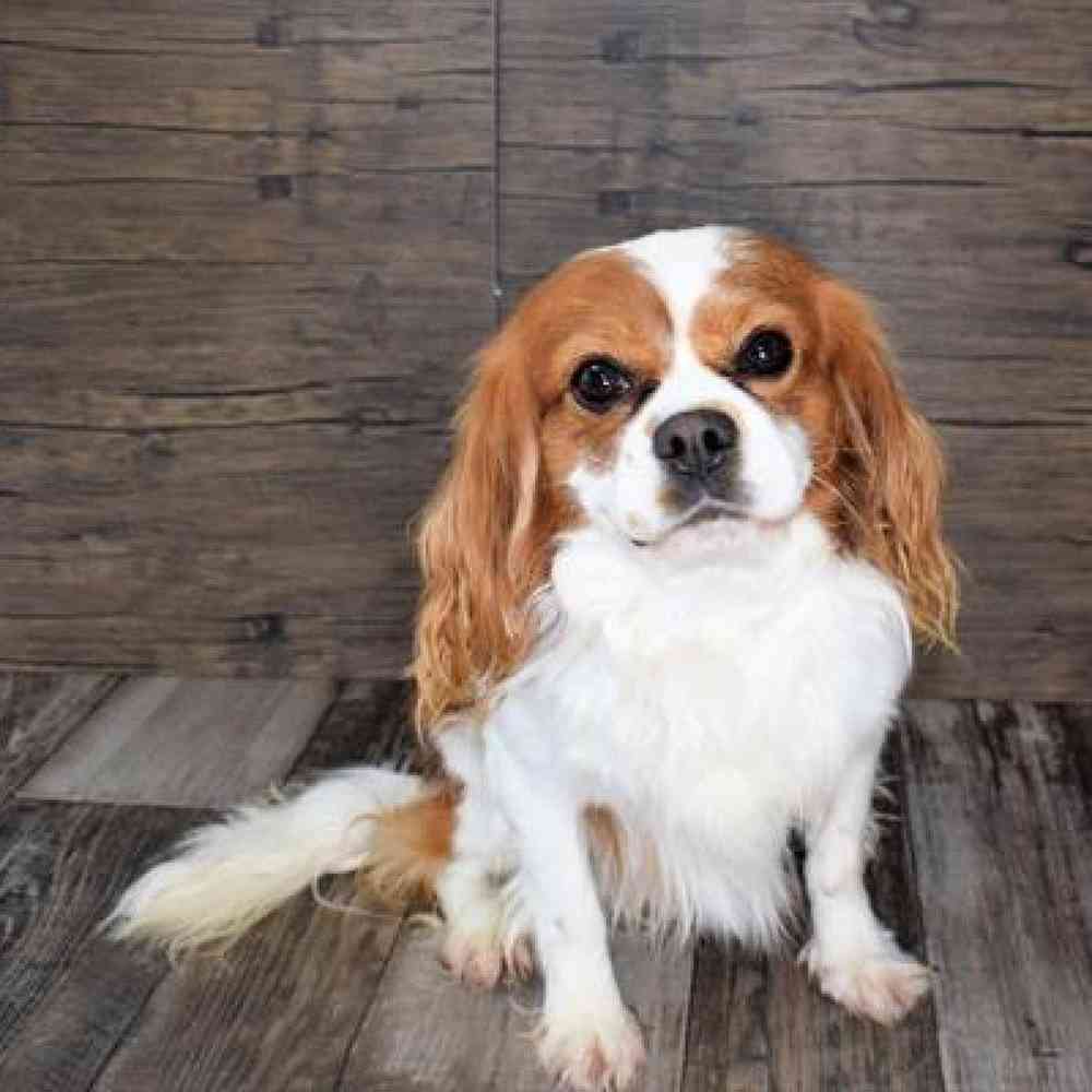 Male Cavalier King Charles Spaniel Puppy for sale