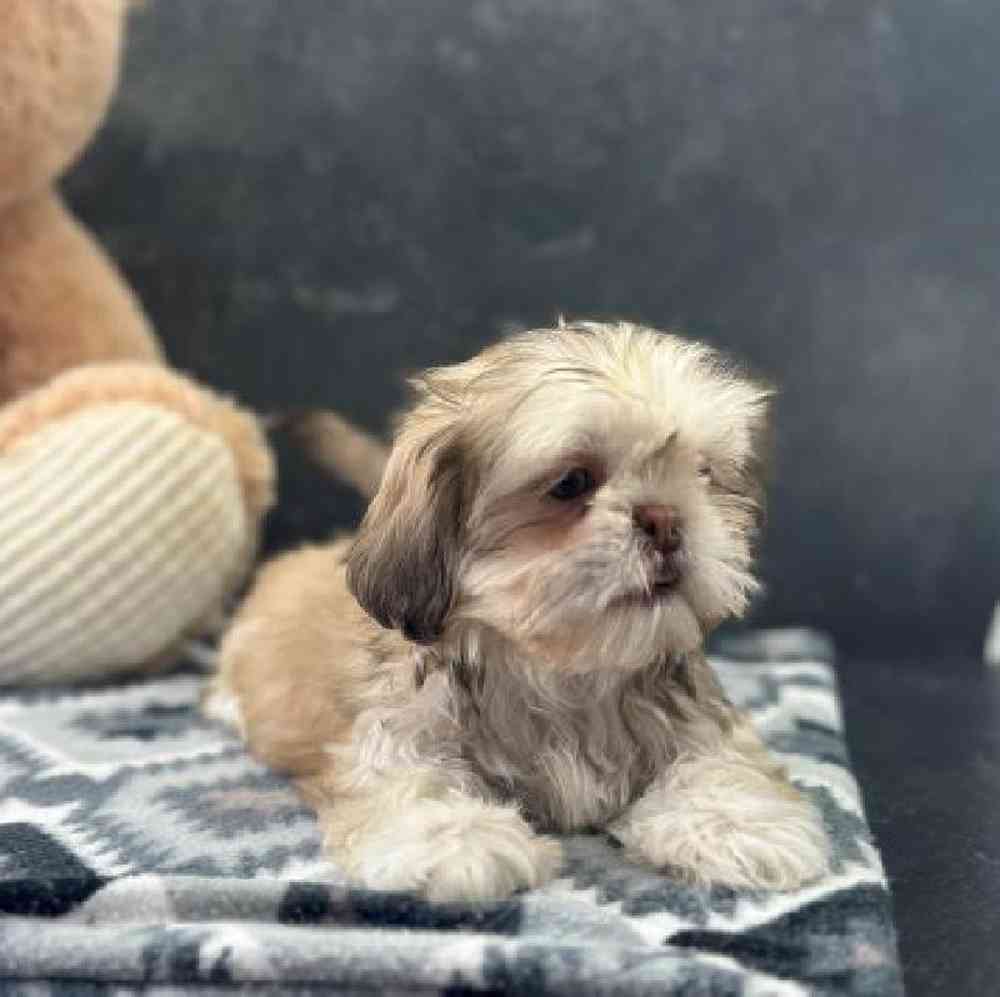 carousel pet images