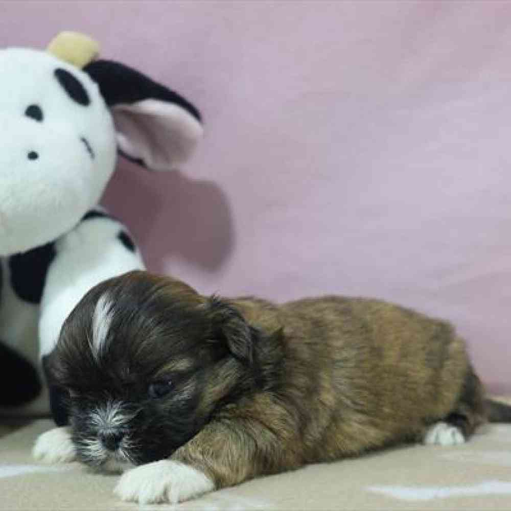 carousel pet images