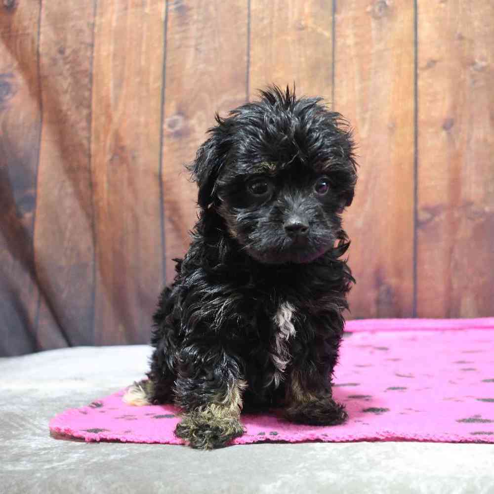 Female Havanese Puppy for Sale in Millersburg, IN