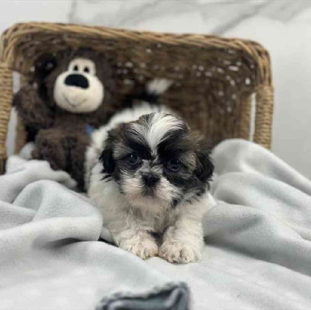 carousel pet images