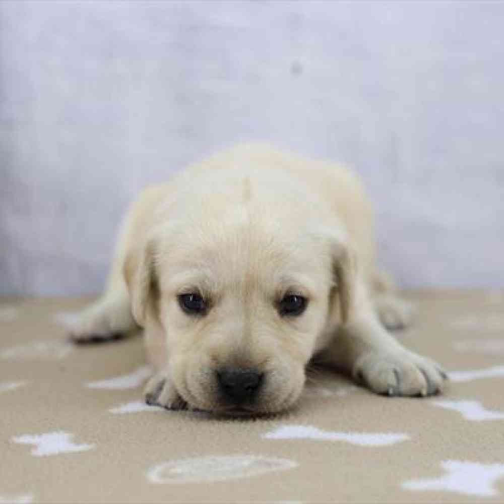 Image of a pet breed in the gallery