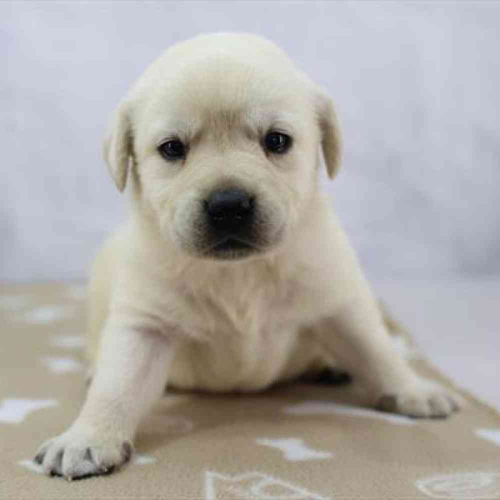 pet-img
