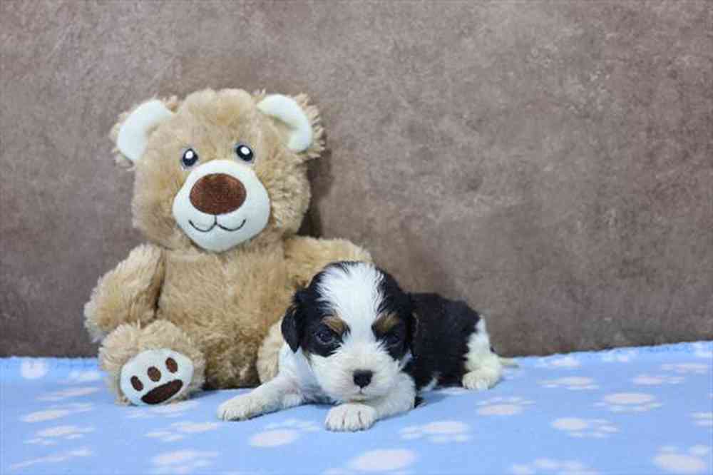 carousel pet images