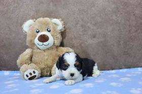 Cavalier King Charles Spaniel