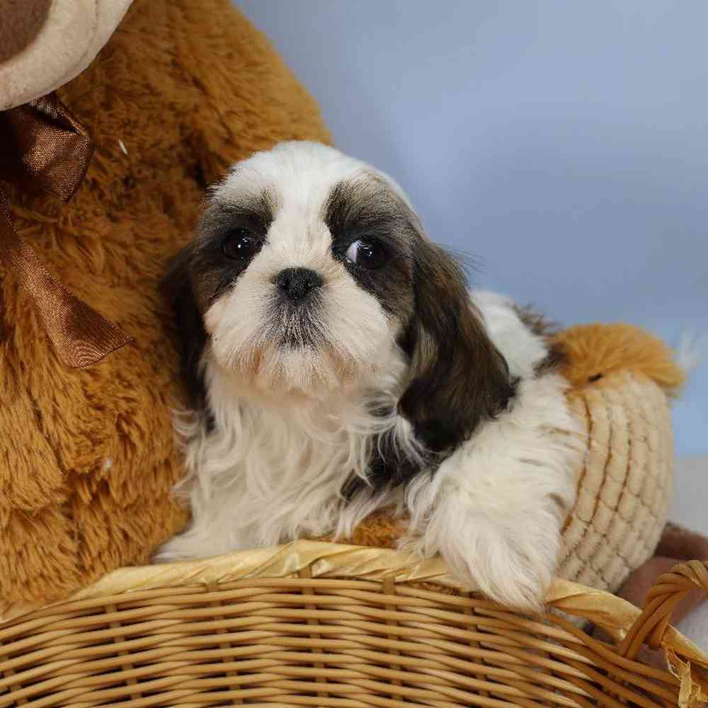 Male Shih Tzu Puppy for Sale in Millersburg, IN