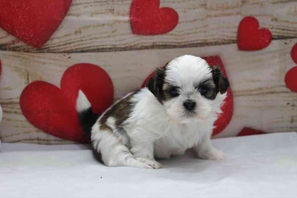 carousel pet images