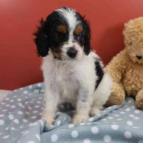 Cavapoo