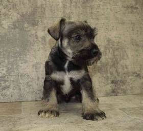 Mini Schnauzer