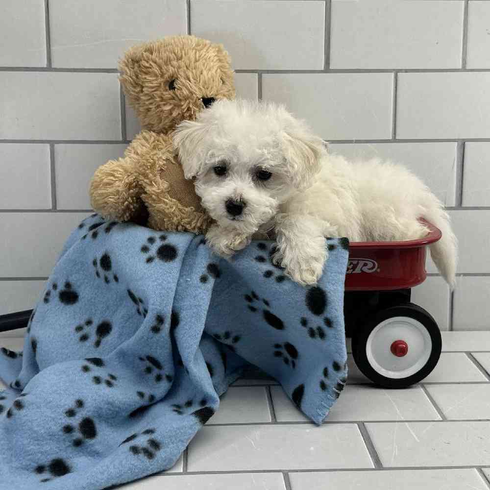 carousel pet images