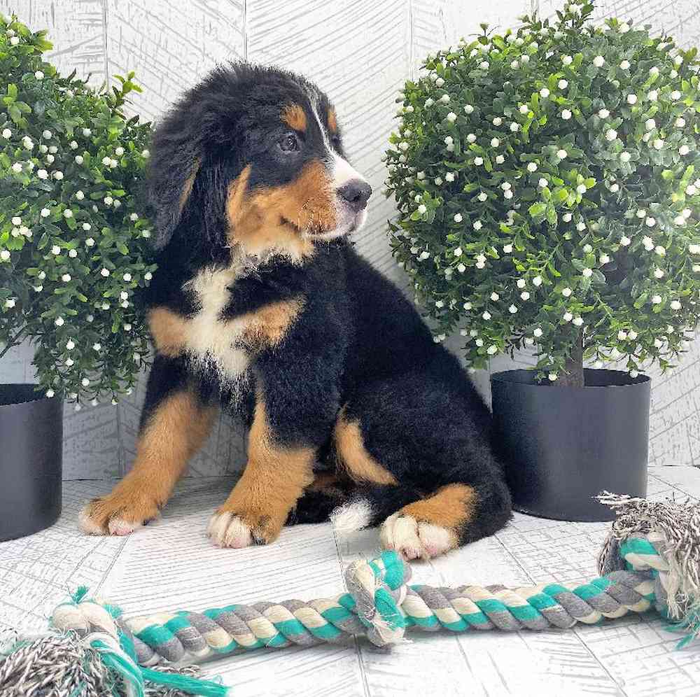 carousel pet images
