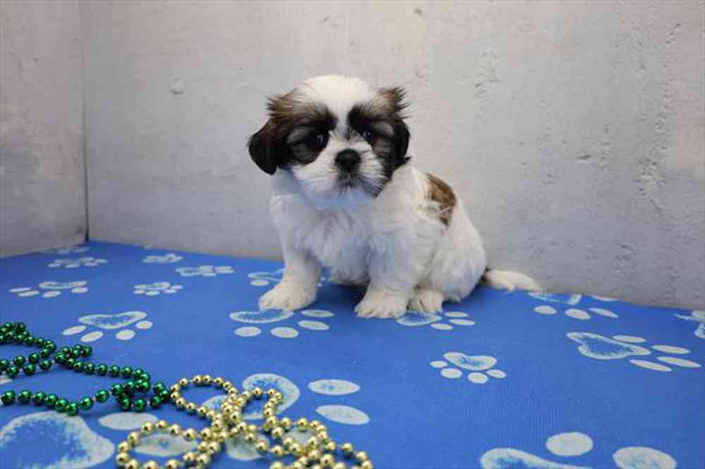 carousel pet images