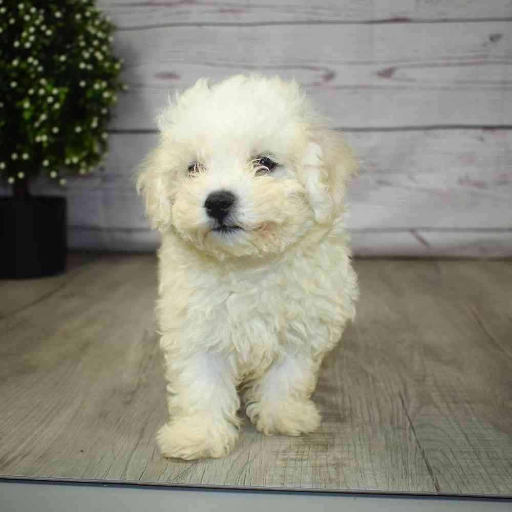 Male Bichon Puppy for sale