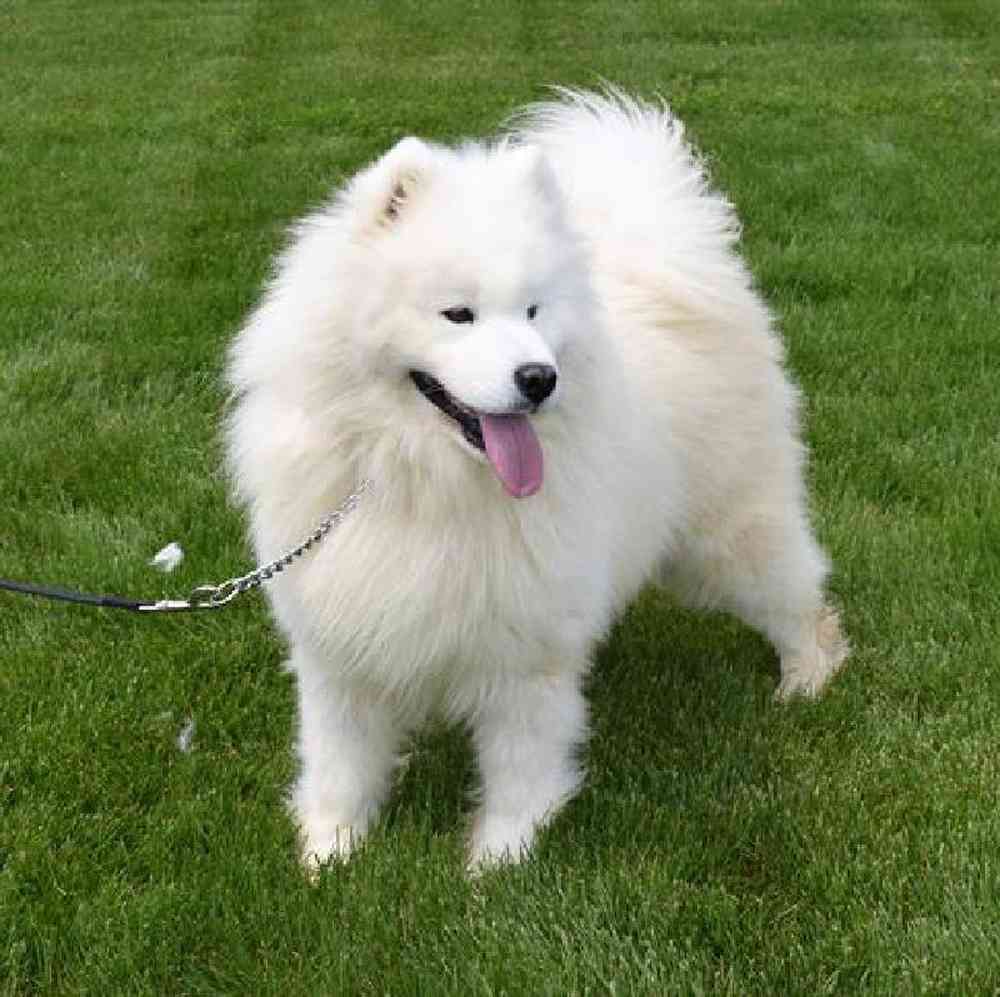 Male Samoyed Puppy for Sale in Millersburg, IN