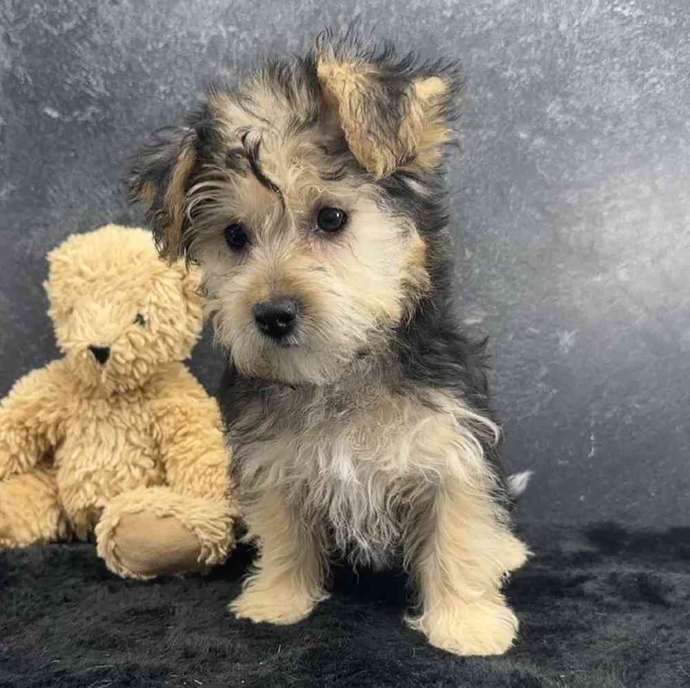 carousel pet images