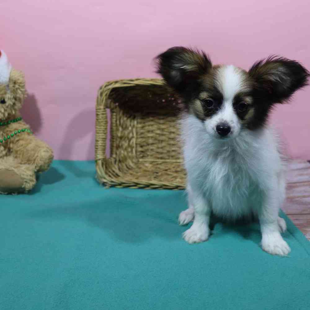 carousel pet images