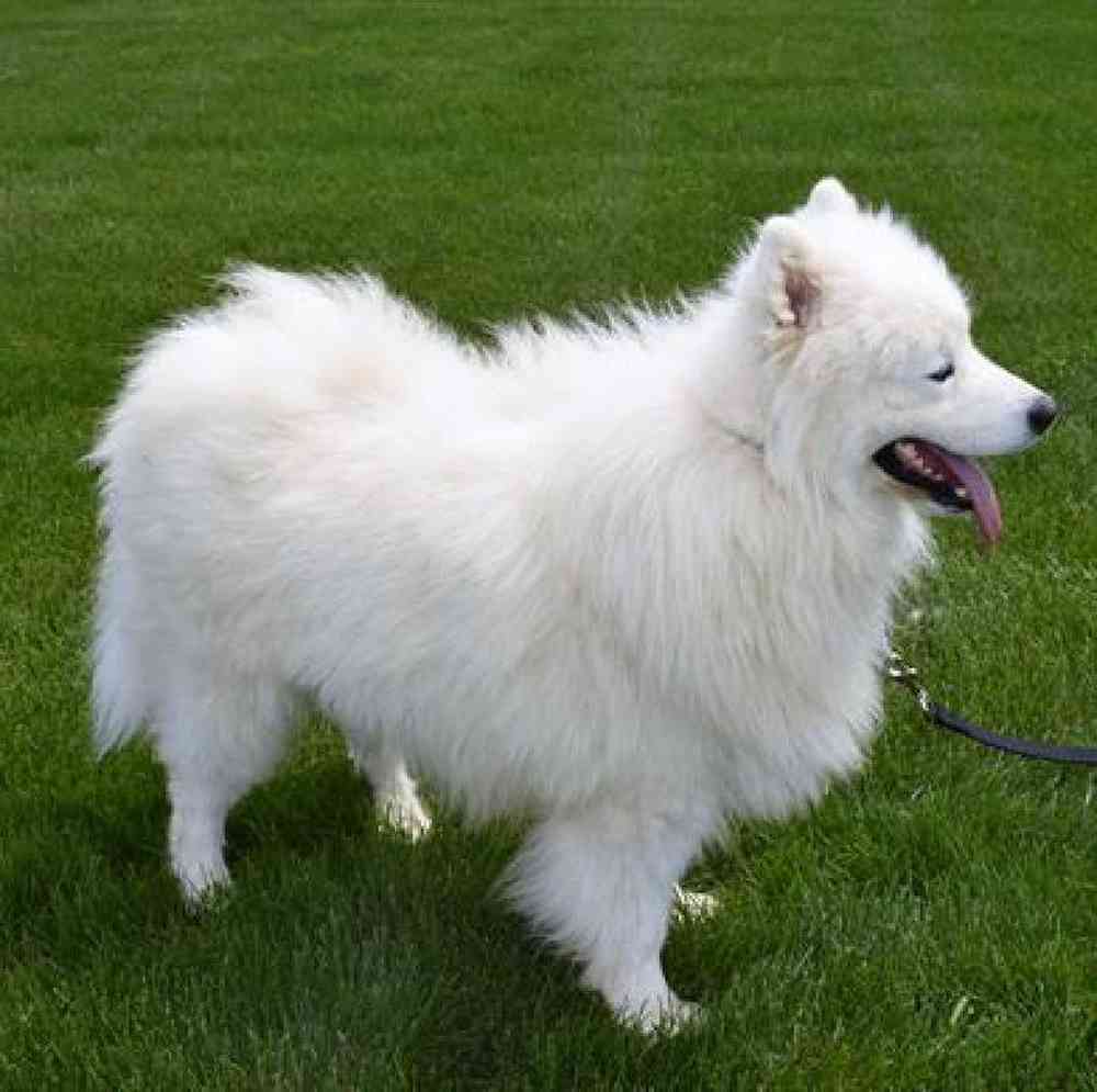 carousel pet images