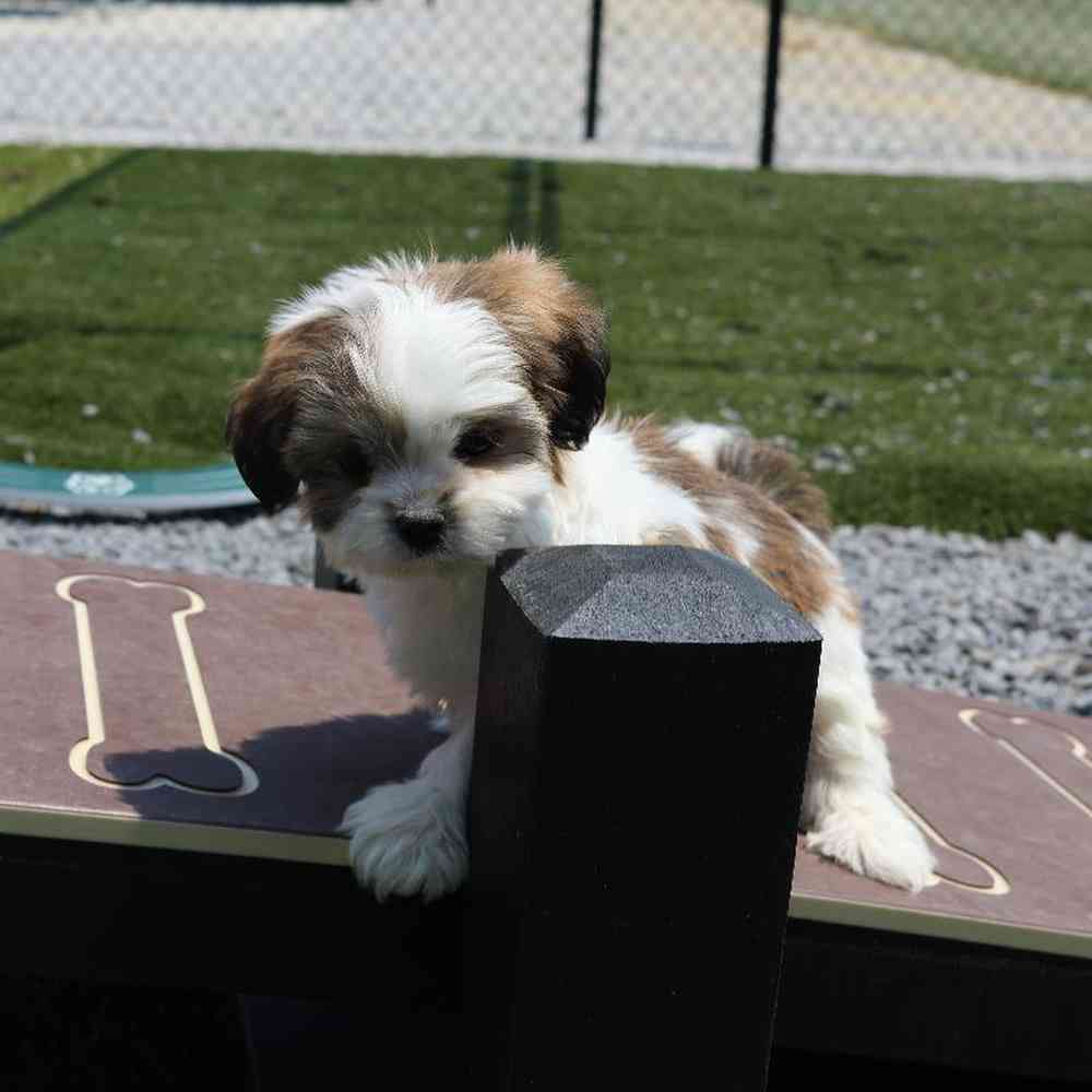 Male Shih Tzu Puppy for Sale in Millersburg, IN