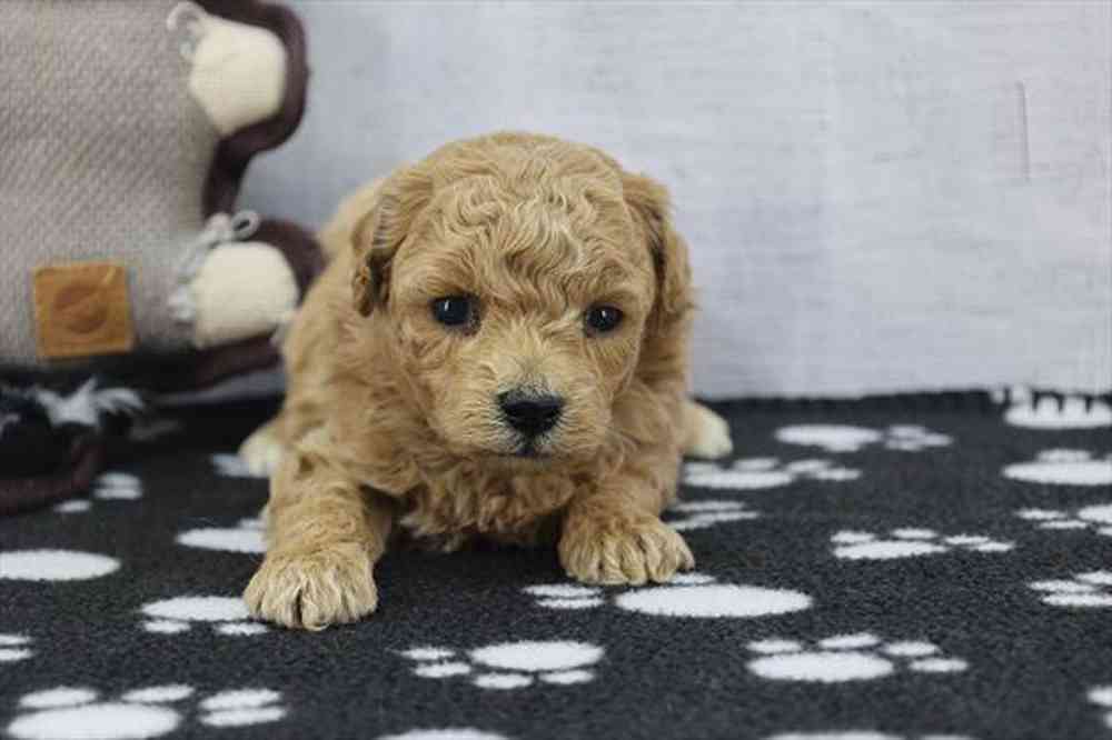 carousel pet images