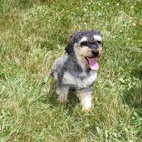 Schnoodle