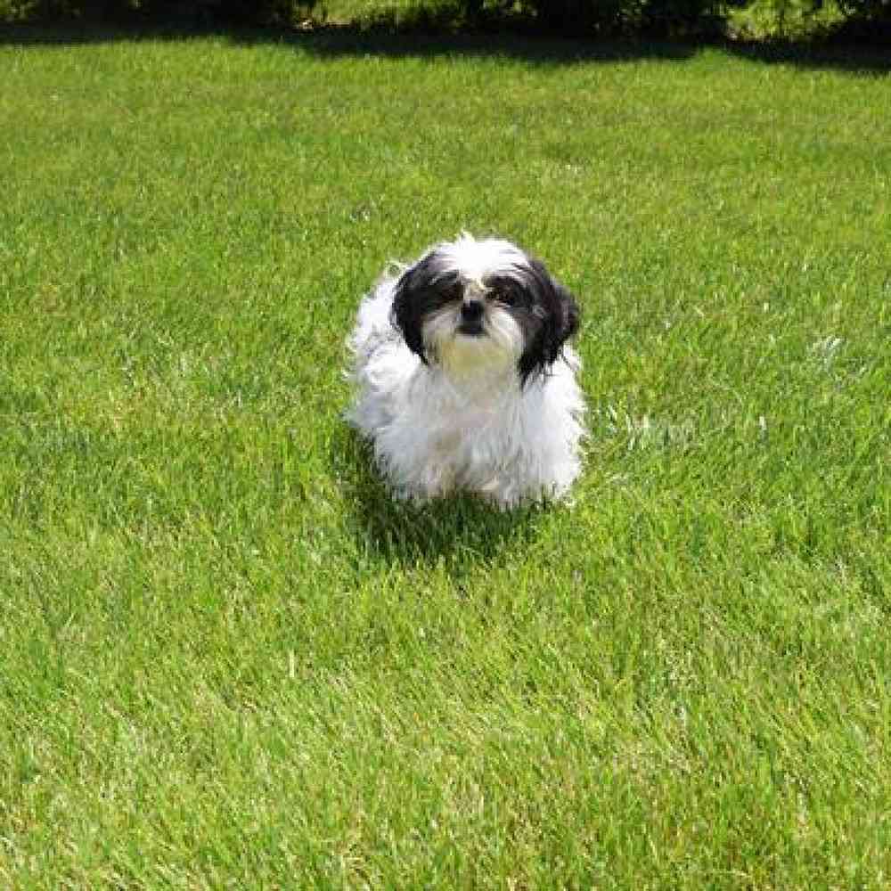 Female Shichon Puppy for Sale in Millersburg, IN