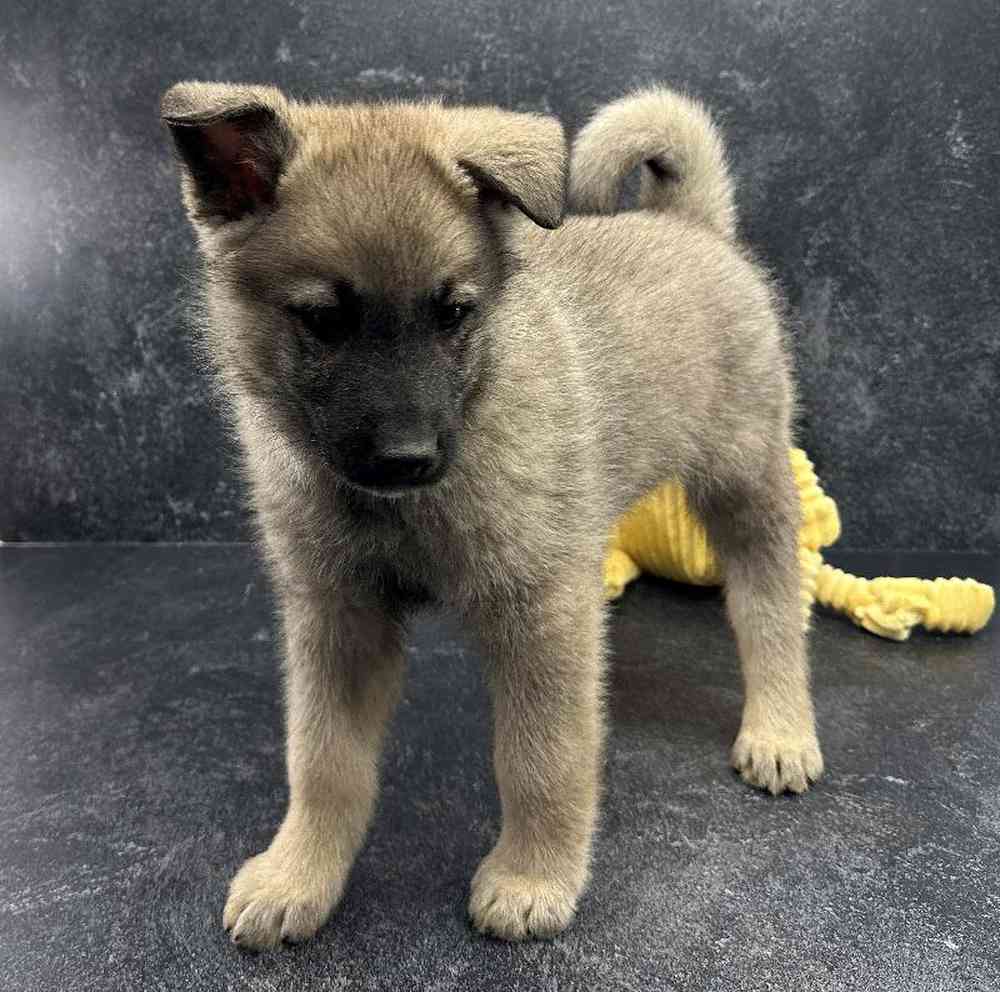 Male Norwegian Elkhound Puppy for Sale in Millersburg, IN