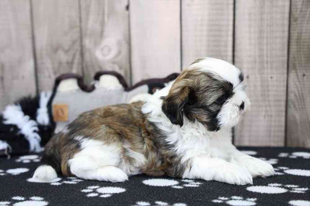 carousel pet images