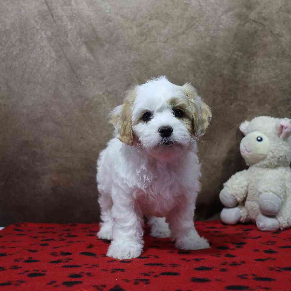 Female Cavachon Puppy for Sale in Millersburg, IN