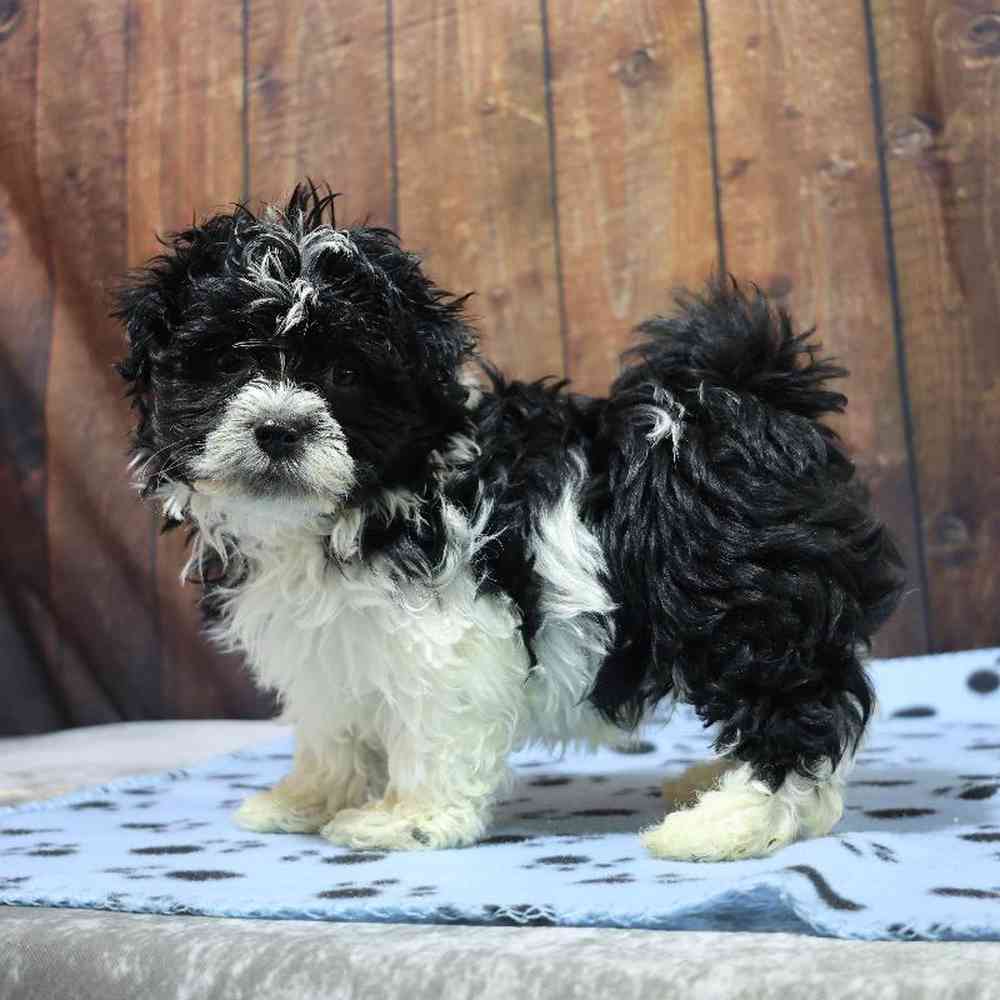 Male Havanese Puppy for Sale in Millersburg, IN