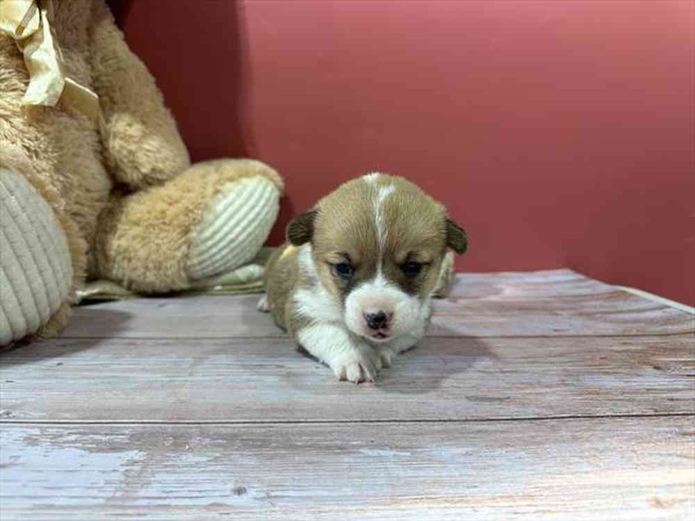 carousel pet images