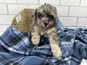 Mini Poodle