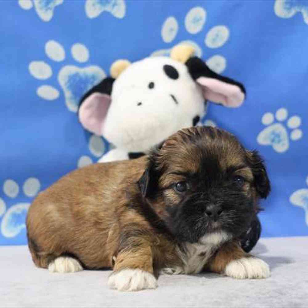 carousel pet images