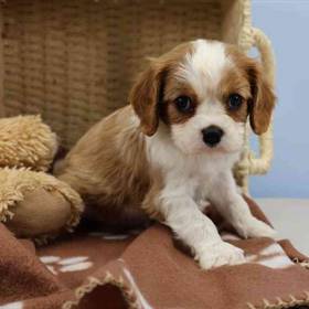 Cavalier King Charles Spaniel