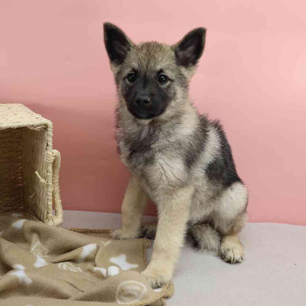 Female Norwegian Elkhound Puppy for Sale in Millersburg, IN