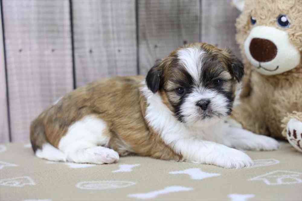 carousel pet images
