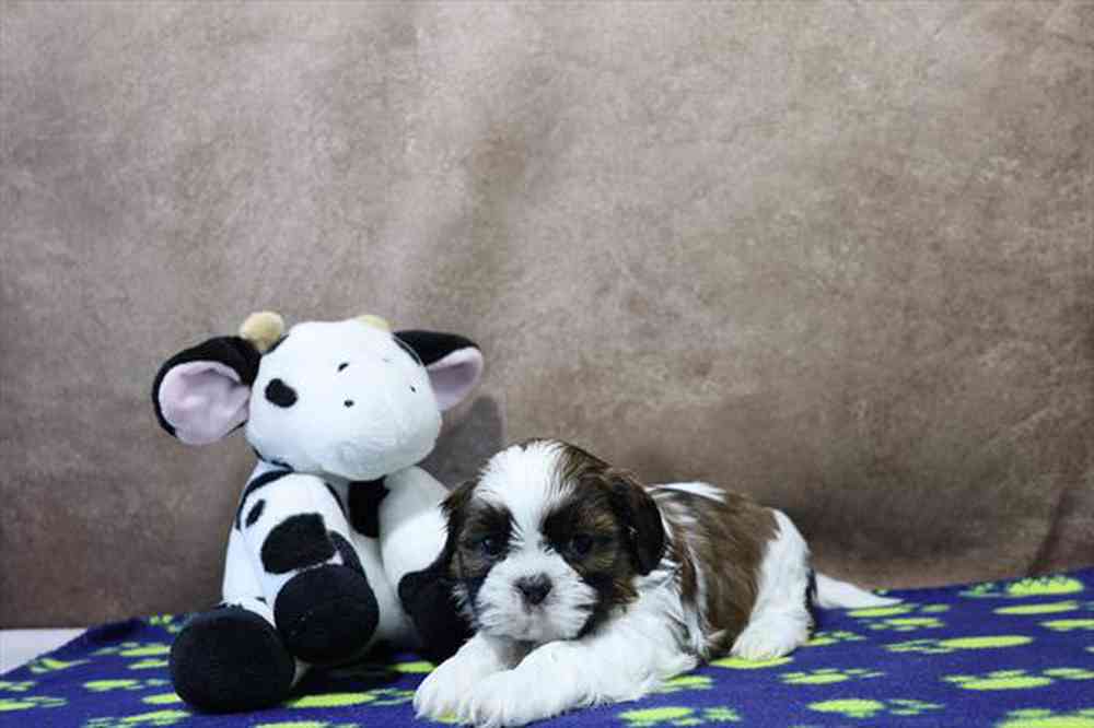 carousel pet images