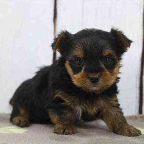 Yorkie