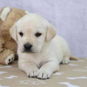 Labrador Retriever