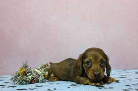 Dachshund