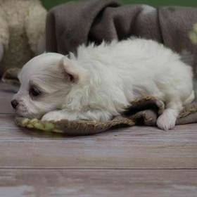 Maltese