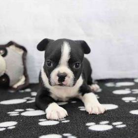Boston Terrier