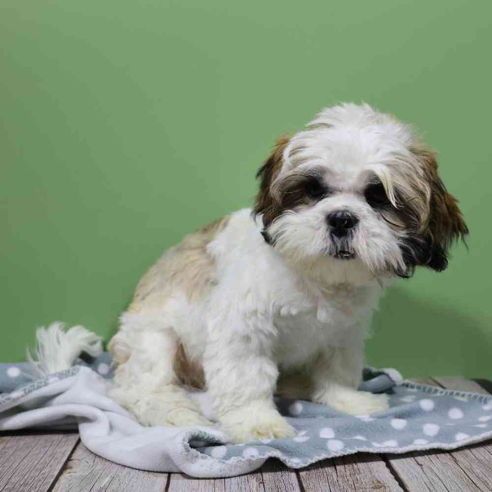 carousel pet images