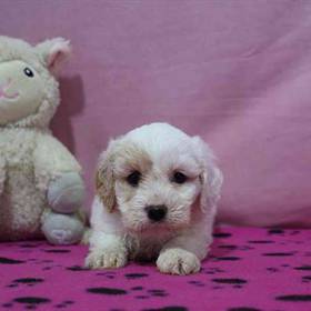 Cavachon