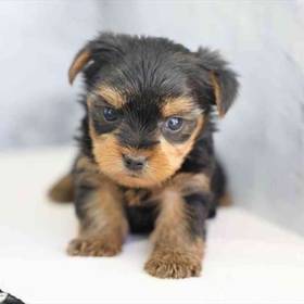 Yorkie