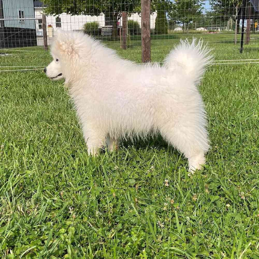 carousel pet images