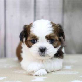 Shih Tzu
