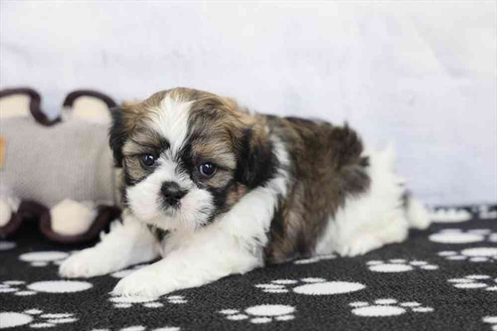 carousel pet images