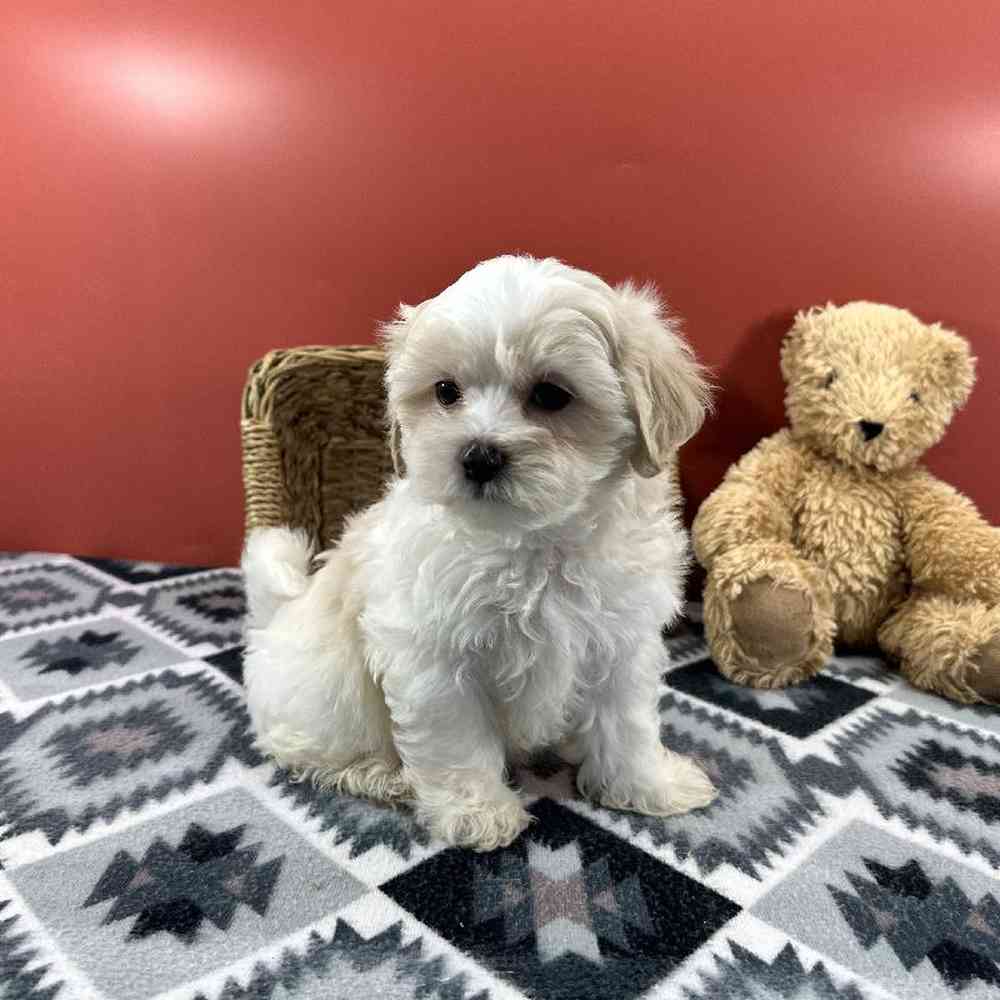 Female Malshi Puppy for Sale in Millersburg, IN